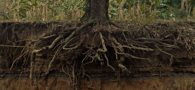 roots.jpg